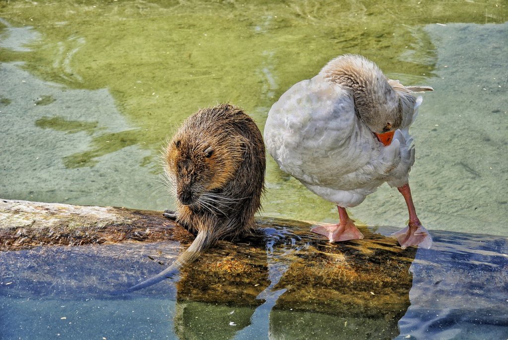 goose, beaver, water