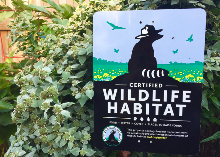 Certified wildlife habitat in matthews, north carolina