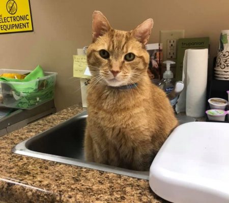 Fullwood Animal Hospital Office Cat