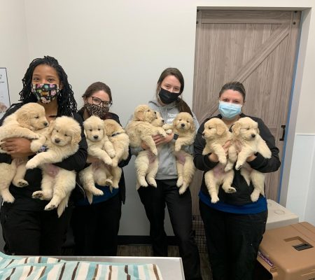 Pressly animal hospital puppies